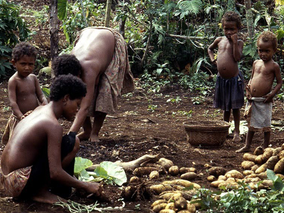 Khoai lang là loại cây lương thực chính ở Nigeria. Ảnh: Internet.