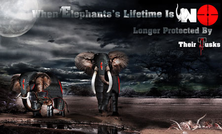 Tác phẩm dự thi của Nguyễn Thanh Tùng, FPT Telecom Hà Nội với nội dung:When Elephants's Lifetime Is No Longer Protected By Their Tusks.