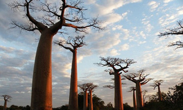 Trồng cây Baobab tại ĐH FPT Hoà Lạc