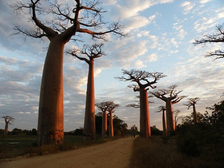 Hình ảnh cây Bao báp được chụp tại Châu Phi.