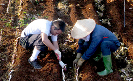 Sinh viên FPT đã trở thành những công nhân thực thụ tại nông trường hoa Mộc Châu.