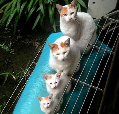 Tứ đại đồng đường.