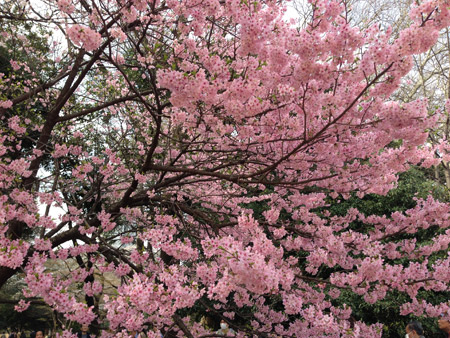 những ngày tháng 3 hoặc 4, sắc hoa anh đào lại bao trùm lên khắp Nhật Bản khởi đầu từ miền Nam và tiến dần lên miền Bắc.