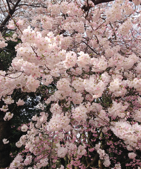 Khắp nơi trên đất nước Nhật Bản đều có hoa anh đào, đặc biệt ở trong các công viên, ven sông, dọc theo bờ kênh, trong sân các ngôi biệt thự.