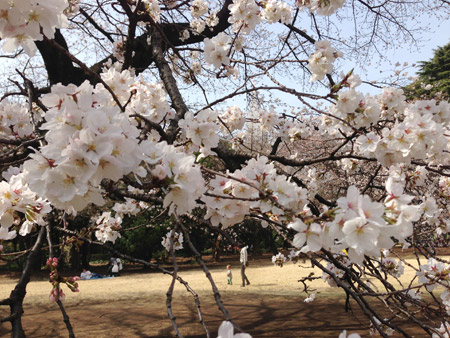 Trong mùa hoa anh đào nở, nước Nhật như được bao phủ trong một đám mây hoa và những cánh hoa rơi rụng lả tả trong gió như một trận mưa hoa vừa kiêu hãnh vừa bi tráng, người Nhật thường tổ chức lễ hội mừng hoa khắp nước.