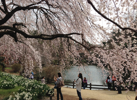 Các đời thủ tướng Nhật thường tổ chức chiêu đãi các đoàn khách ngoại giao đến vườn thượng uyển Shinjuku Gyoen uống rượu ngắm hoa.