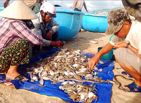 Khi kết thúc buổi đánh bắt, sản vật sẽ được tiêu thụ ngay tại bờ.