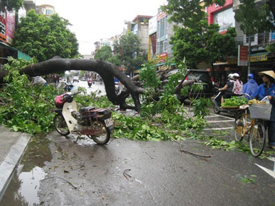 Mưa lớn kèm gió đã khiến nhiều cây to bật gốc ở nhiều tuyến đường tại thành phố Thanh Hóa, khiến hệ thống cáp ngoại vi của FPT Telecom bị ảnh hưởng. Ảnh: VnExpress.net.