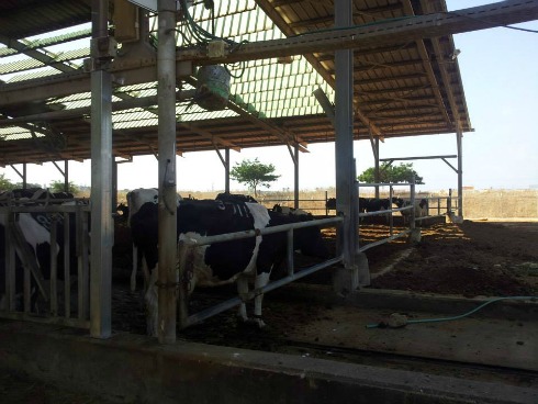 Trang trại bò sữa, hệ thống mái được vận hành tự động