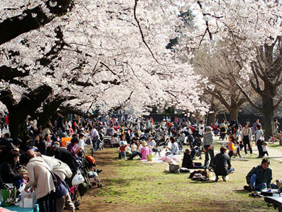 Cùng thưởng thức trà đạo và ngắm hoa anh đào tại công viên là hoạt động thường niên mỗi mùa hoa của CBNV FPT Japan. Hoạt động này cũng có sự tham gia của nhiều khách hàng người Nhật.