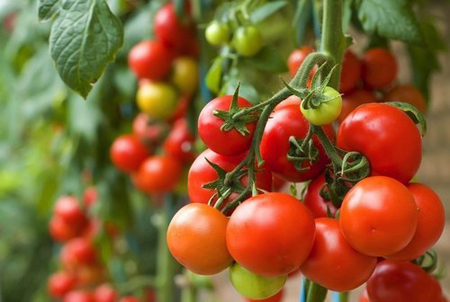 Lợi ích tuyệt vời của cà chua là khả năng giảm lượng đường trong máu nhờ chất Chromium. Bổ sung cà chua vào chế độ ăn uống hàng ngày sẽ giúp bệnh nhân tiểu đường kiểm soát tốt hơn bệnh của mình. Ảnh: Internet.