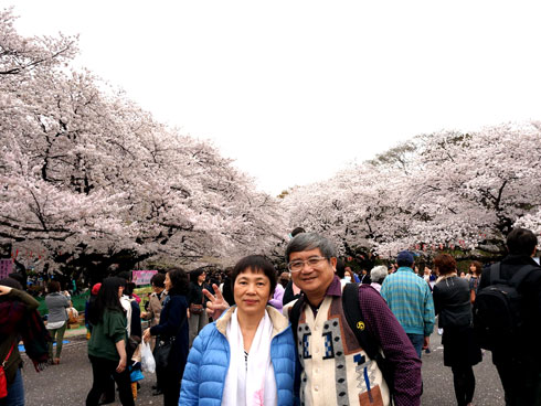 hi mùa xuân về, hoa anh đào lại nở rộ trên khắp đất nước Nhật và ở đâu cũng diễn ra những lễ hội ngắm hoa, nhất là ở các đô thị lớn như Tokyo, Osaka, Yokohama...Chỉ tính riêng Tokyo đã có 21 điểm chính thức được tổ chức trong thể lễ hội hoa anh đào vào tháng 3,4 ở các công viên lớn như: công viên Ueno ở quận Taito, công viên Shinjuku Goen ở quận Shinjuku, công viên Yoyogi Koen ở quận Harajuku