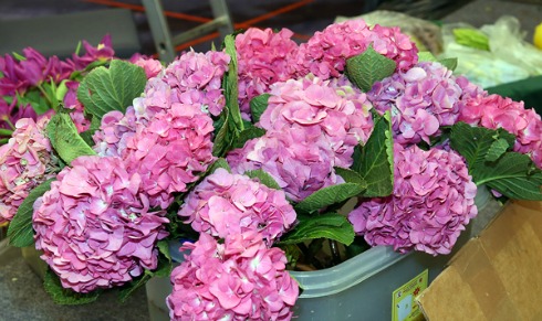 Hoa cẩm tú cầu với màu hồng phớt, được nhập từ Nam Phi.