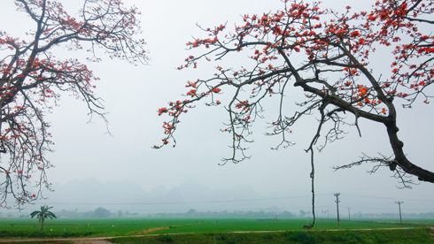 Tháng Ba hoa gạo dọc đường làng đỏ gọi - Hương nồng nàn bừng thức những ban mai…(Thơ Phan Xuân Hồng)