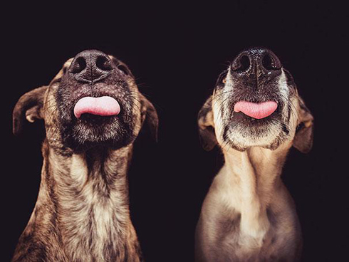 Đường vân trên mũi của những chú chó cũng chỉ có một giống như vân tay của người và có thể được sử dụng để nhận dạng chúng.