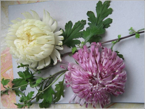 Cúc xơ mít hành tây khiến các món ăn trở nên hấp dẫn hơn.