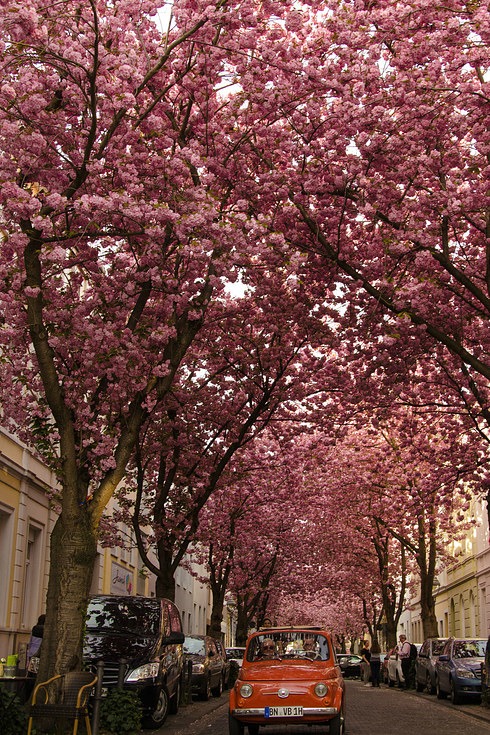 Đại lộ hoa Anh đào - Bonn, CHLB Đức. Hàng cây anh đào này tọa lạc trên con đường Heerstraße. Những đóa hoa khoe sắc vào mùa xuân và cảnh quan sẽ trở nên đáng kinh ngạc, đầy huyền ảo.