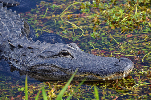 Cá sấu Mỹ, Marjory Stoneman Douglas, Florida.