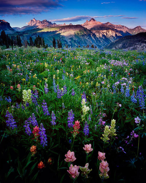 Cánh đồng hoa dại, Vườn quốc gia Grand Teton, Wyoming.