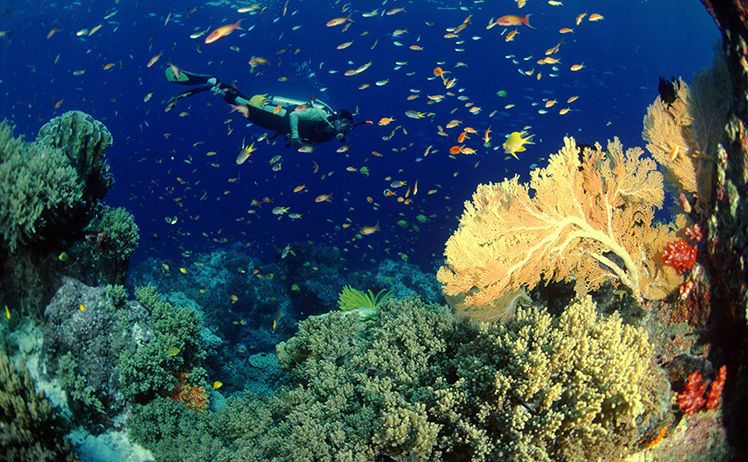 <p> Tham quan đảo san hô Koh Larn, cá nhân có thể tham gia các môn thể thao dưới nước như nhảy dù, trượt nước, jet-ski, lặn biển... với chi phí tự túc.</p>