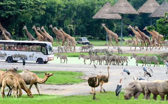 <p> Safari World là vườn thú tự nhiên mở lớn nhất châu Á. Với hơn 75 loài động vật có vú , 300 loài chim đến từ châu Phi, châu Á và rất nhiều động vật đặc trưng trên thế giới, đây là một địa điểm dành cho những ai yêu thích và muốn khám phá thiên nhiên.</p>