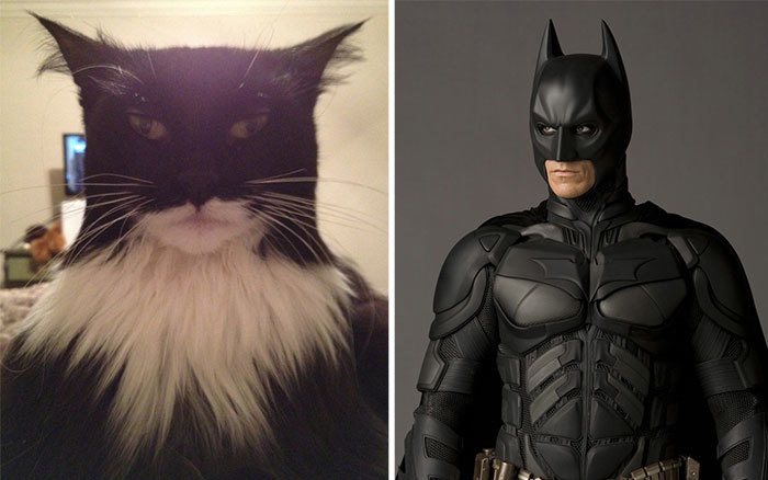 <p class="Normal"> Chú mèo trông giống hệt Batman.</p>