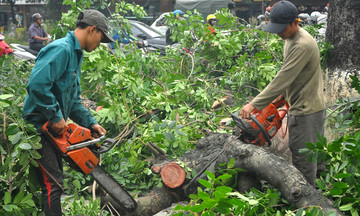 Chặt cây xanh ở Hà Nội qua chế tác của nhân viên FPT