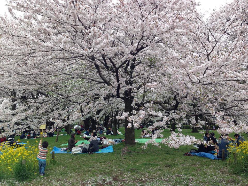 <p> Hanami là lễ hội ngắm hoa anh đào diễn ra hằng năm ở Nhật từ tháng 3 tới tháng 5. Hanami (花見) là từ ghép giữa hai từ “Hana (花)” và “Mi (見)”, trong đó “Hana” có nghĩa là hoa (hoa anh đào hoặc hoa mơ), “Mi” có nghĩa là xem, ngắm nhìn. Hanami có nghĩa là ngắm nhìn, thưởng lãm hoa anh đào, và được gọi là hội hoa anh đào.</p>