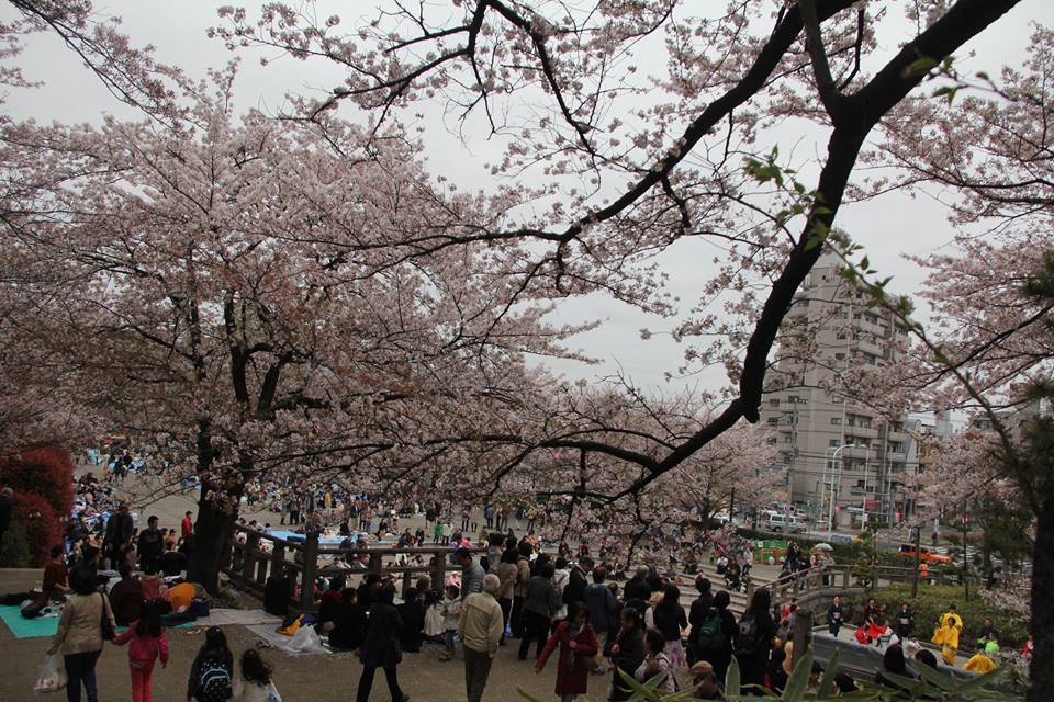 <p> Đây là tập quán thưởng thức vẻ đẹp của hoa anh đào, chúc mừng nhau và cảm nhận không khí mùa xuân của người Nhật. Vào những ngày lễ hội này, mọi người thường tụ tập dưới những gốc cây anh đào nở hoa, vừa ngắm hoa vừa uống rượu.</p>