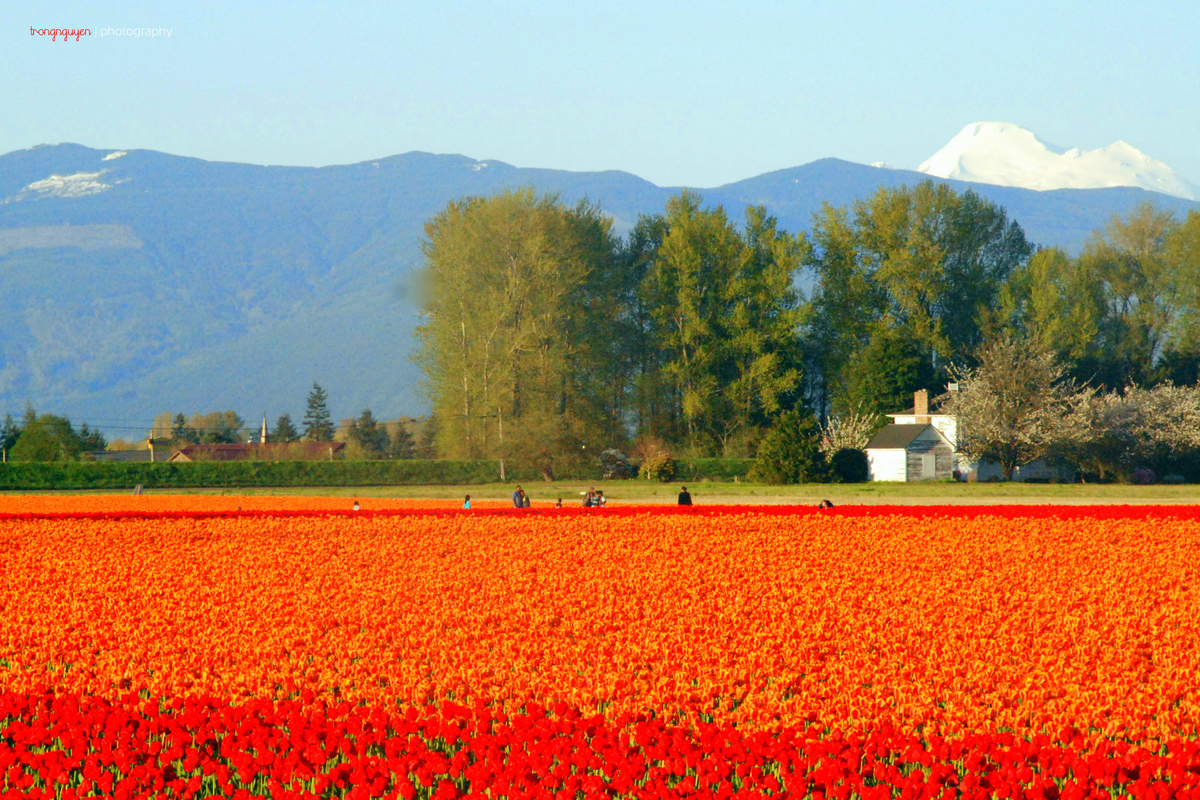 <p class="Normal" style="text-align:justify;"> Mùa xuân ở tiểu bang Washington thường bắt đầu vào cuối tháng 3. <span>Giữa tháng 4 là mùa hoa tulip, thành phố La Corner ở phía Bắc của tiểu bang Washington có các nông trại với những cánh đồng hoa tulip bạt ngàn. </span></p>