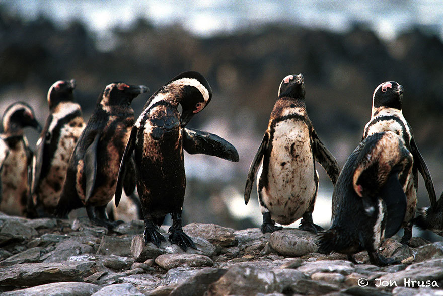 <p class="Normal"> Những chú chim cánh cụt bị dính dầu. </p>