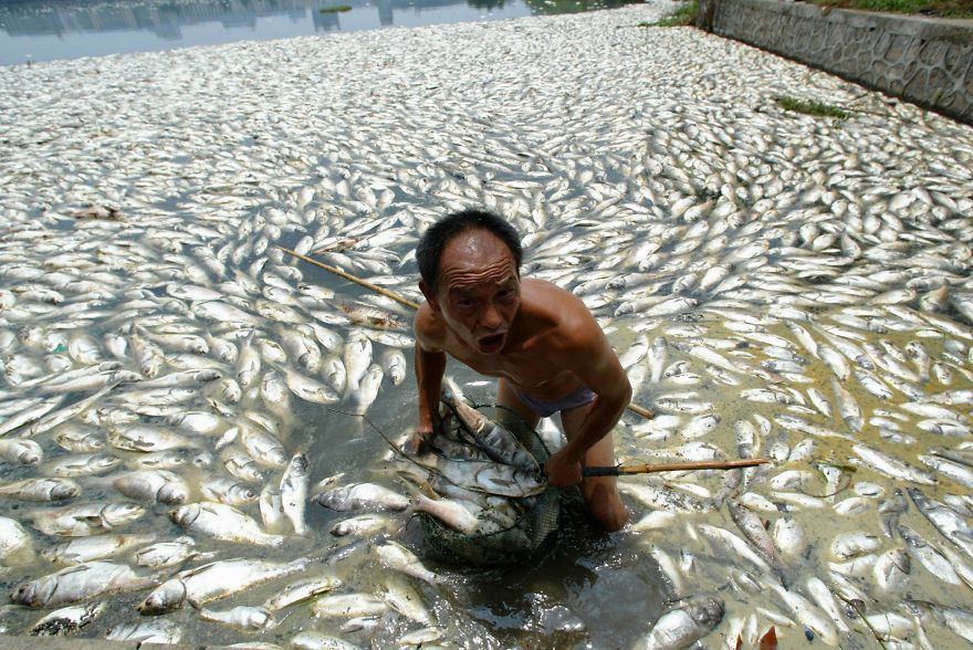 <p> Người đàn ông dọn cá chết trên mặt hồ, ở Vũ Hán, Hồ Bắc, Trung Quốc. </p>