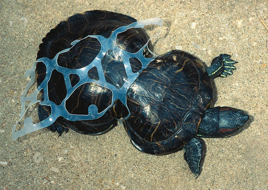 <p class="Normal"> Chú rùa bị vướng vào rác thải nên không thể phát triển được. </p>