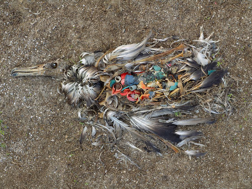 <p class="Normal"> Con chim hải âu lớn đuôi trắng chết vì tiêu hóa quá nhiều rác thải nhựa ở đảo Midway. </p>