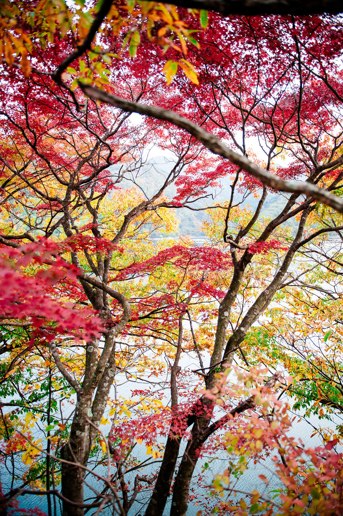<p> Người Nhật thường tổ chức những buổi đi ngắm lá đỏ, gọi là momiji. Cả một vùng trời lá đỏ rực. </p>