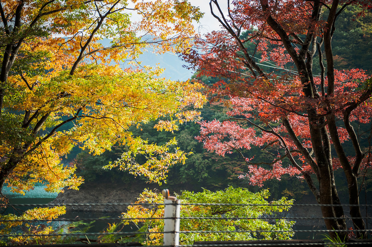 <p> Bức tranh nhiều màu sắc của mùa thu.</p>