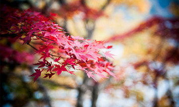 Ngắm lá đỏ ở ‘lá phổi xanh’ của Tokyo