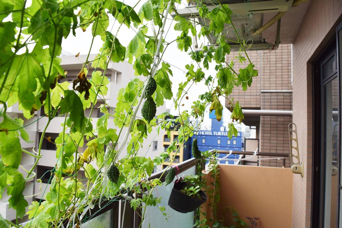 <p> Khu ban công được trưng dụng để trồng các loại rau đặc trưng của Việt Nam. Tại Nhật Bản, rau củ quả khá đắt đỏ. Đây là một cách để tiết kiệm chi phí và tận hưởng cuộc sống khá hiệu quả.</p> <p> FPT hiện có trên 4.000 CBNV phục vụ cho thị trường Nhật Bản, trong đó riêng tại FPT Japan có hơn 500 người đang làm việc trực tiếp. Ngoài văn phòng chính tại Tokyo, FPT Japan còn có 2 văn phòng tại Osaka và Nagoya. Cuối năm nay, công ty sẽ chuyển đến khu văn phòng mới với diện tích 1.300 m2. FPT Japan là công ty đầu tiên của Việt Nam tại Nhật có khu ký túc xá gần 100 phòng dành cho cán bộ nhân viên sang công tác.</p>