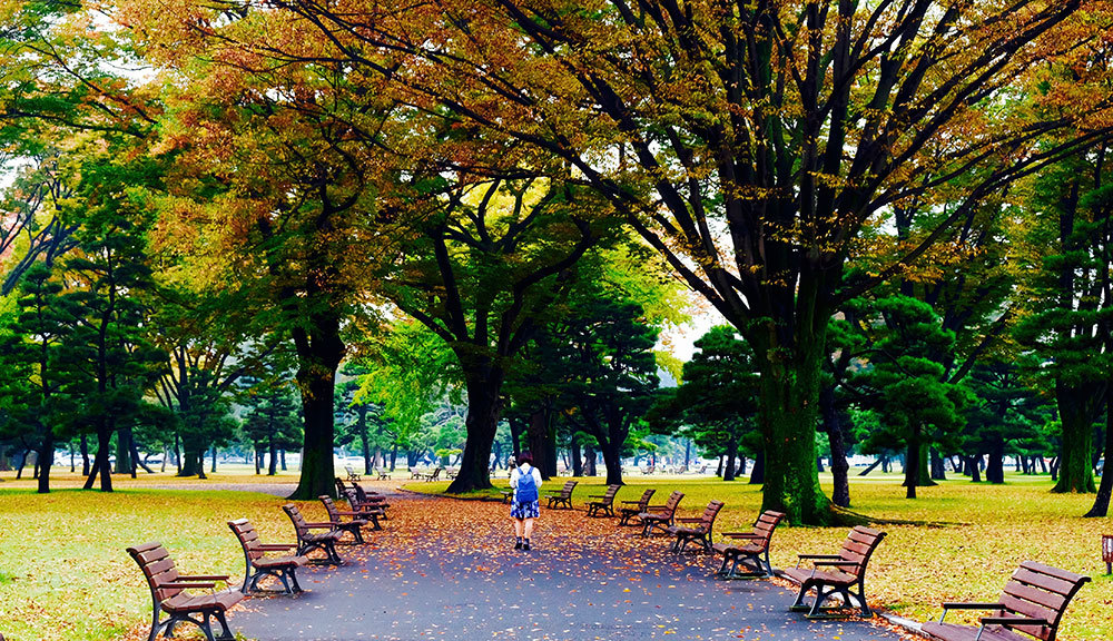 <p> Tháng 11, khắp nước Nhật phủ màu là vàng, lá đỏ báo hiệu mùa thu sang.</p>