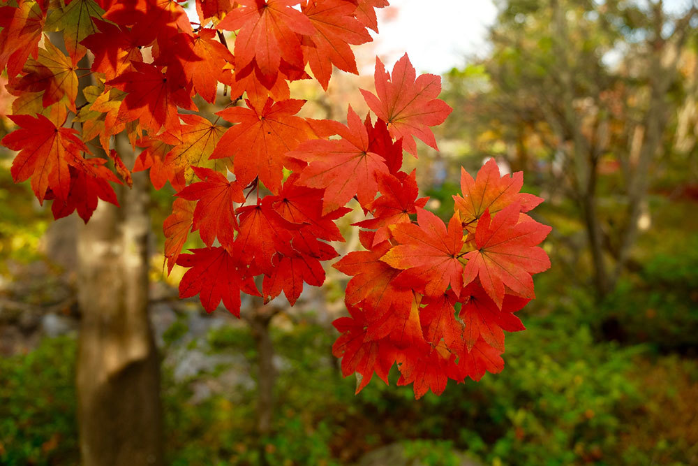 <p> Chiếc lá đỏ ối nhắc người ta về mùa thu của đất nước mặt trời mọc. </p>