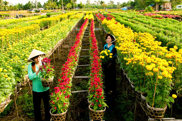 Làng hoa Tân Quy Đông - một trong những địa điểm thăm quan trong chương trình.