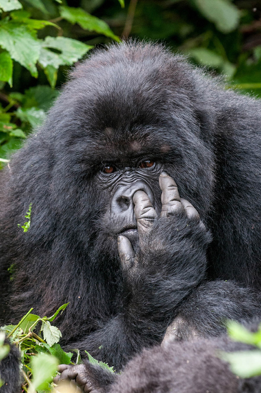 13 bức ảnh động vật hoang dã hài hước nhất năm 2015