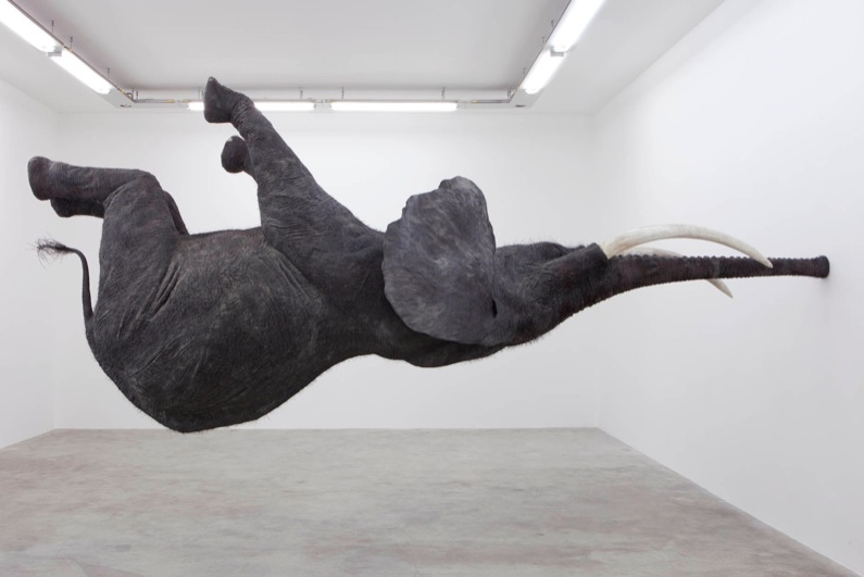<p class="Normal"> Kể từ năm 2008, nghệ sĩ người Pháp Daniel Firman đã trưng bày phiên bản khác nhau của một tác phẩm điêu khắc và sắp đặt có tên Nasutamanus trên khắp thế giới. Tác phẩm là chú voi có thể cân bằng trên chiếc vòi của mình khi thì trên tường, khi thì trên sàn.</p>