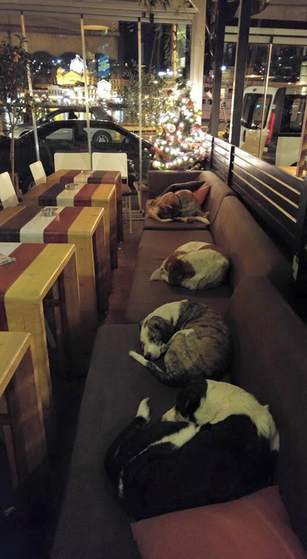 <p class="Normal"> Quán cà phê để cho những chú chó bị lạc ngủ ở bên trong mỗi đêm khi đã hết khách hàng. </p>