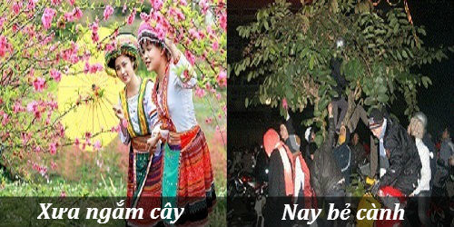 <p> Tết xưa đi hội ngắm cây. Tết nay đi hội bẻ cây, bẻ cành.</p>