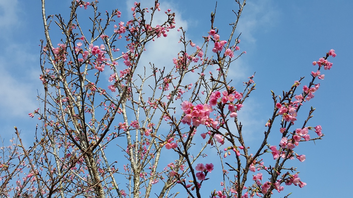 <p> Những cây anh đào hoa màu hồng bung nở trong nắng mùa xuân. </p>