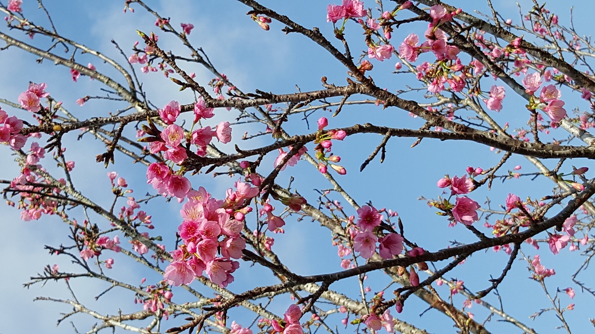 <p> Tình yêu với nước Nhật khiến anh Ngọc kỳ công ươm trồng giống hoa đặc trưng của xứ Phù Tang trồng tại vườn nhà. </p>