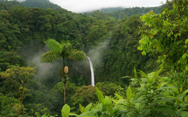10 khu rừng đẹp nhất thế giới