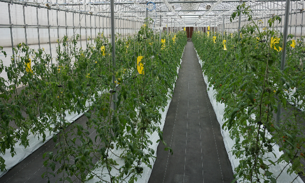 Vườn trồng cà chua được điều khiển từ xa.