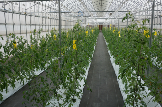 Với kỹ thuật này, cà chua được trồng với mật độ cao - trung bình 4.000-6.000 cây/1.000 m2, thu hoạch được quanh năm, thay vì trồng luân canh như kỹ thuật thông thường tại Việt Nam.